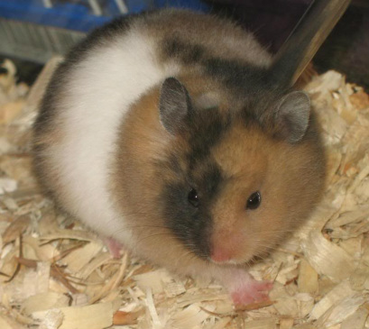calico hamster